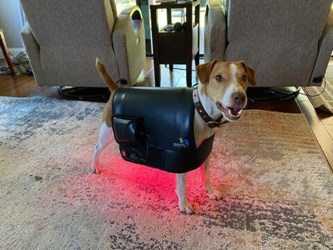 High-power panel therapy system for large animals