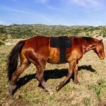 Flexible Horse Red Light Therapy Pad For Equine Recovery And Wellness