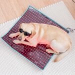 Red Light Therapy Mat For Dogs