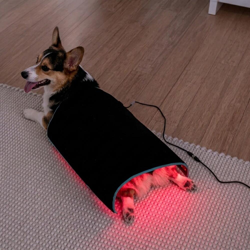 Red Light Therapy Mat For Dogs