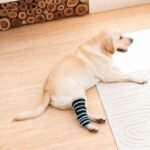 Red Light Therapy Leg Strap For Dogs