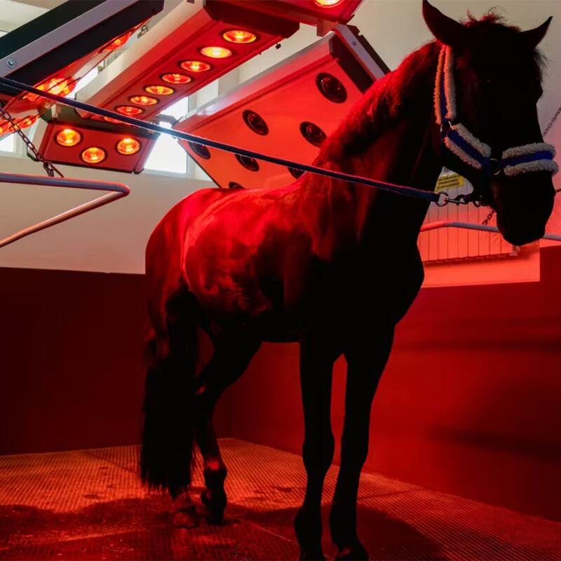 Veterinary Clinics red light therapy