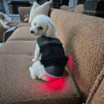 Red Light Therapy Coat For Dogs
