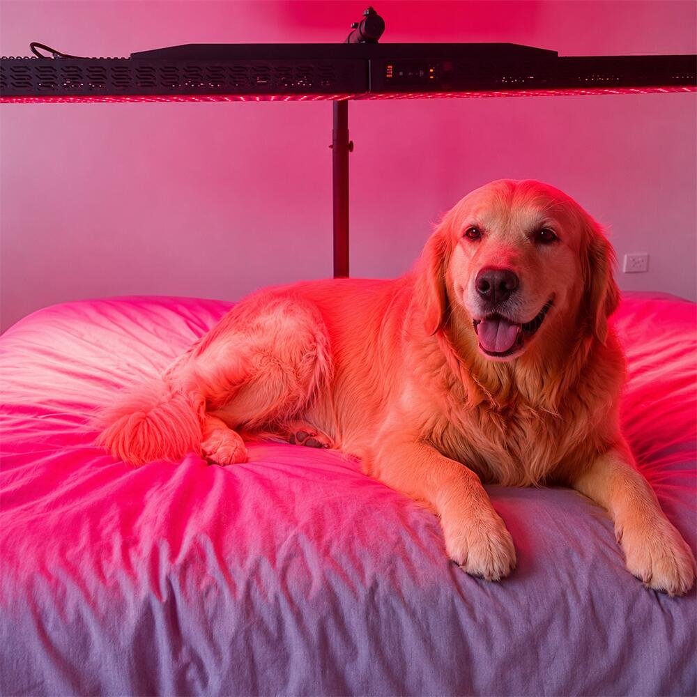 Red Light Therapy For Veterinary Care