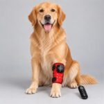 Golden Retriever with Red Light Therapy Strap-2