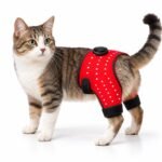 Healthy cat with red hip therapy wrap-4